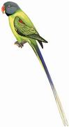 [Ŀ] ͷ Slaty-headed Parakeet