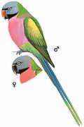 [Ŀ]  Red-breasted Parakeet