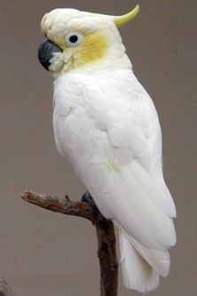 [Ŀ] Сͷ Yellow-crested Cockatoo