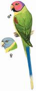 [Ŀ] ͷ Blossom-headed Parakeet